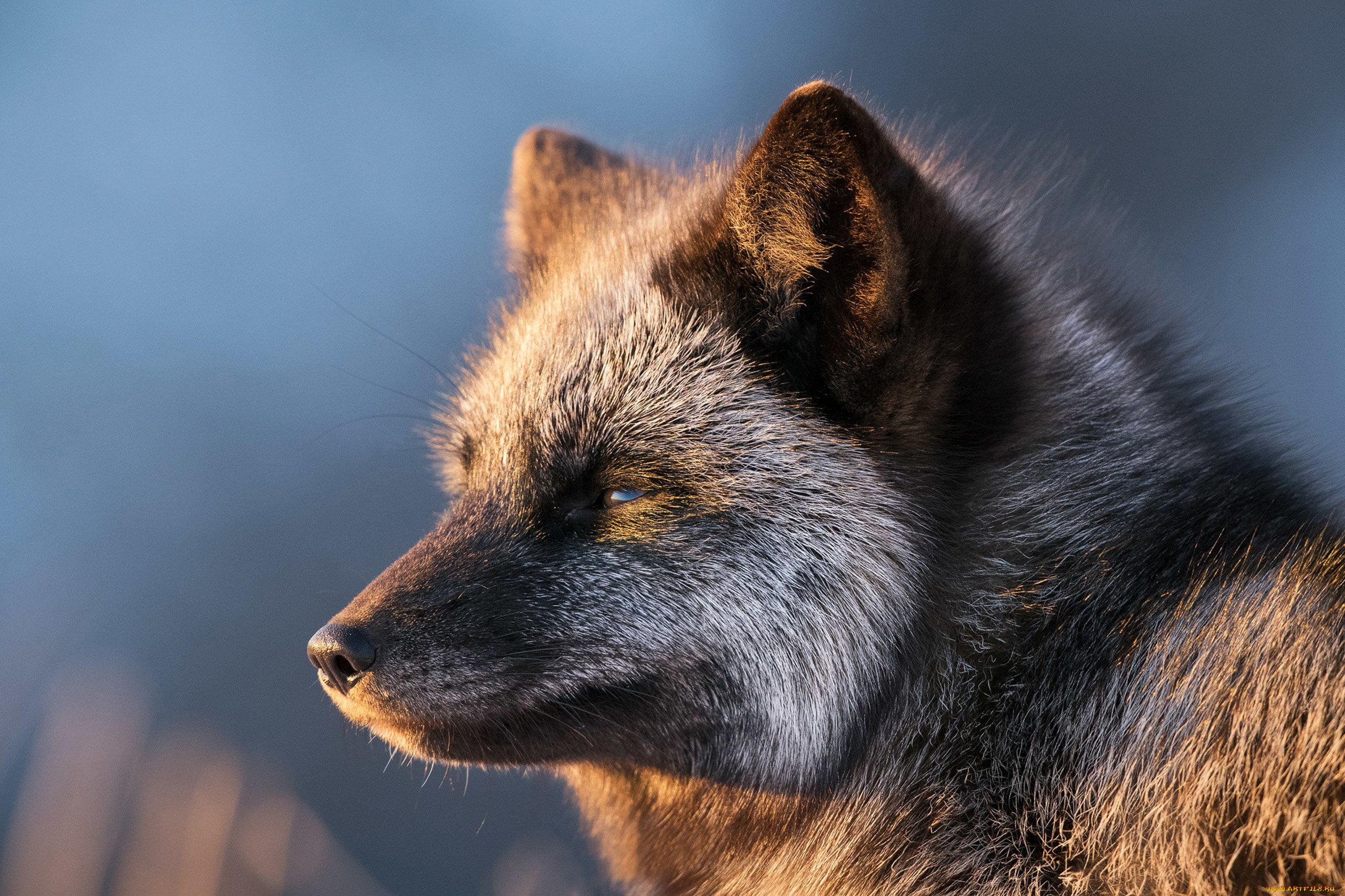  , , , , , black, fox, , , , , , , , , 